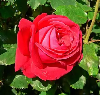 Image illustrative de l’article Dame de Cœur (rose)