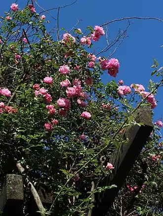 Image illustrative de l’article Fragezeichen