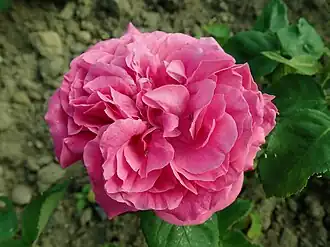 Image illustrative de l’article Hippolyte Jamain (rose)