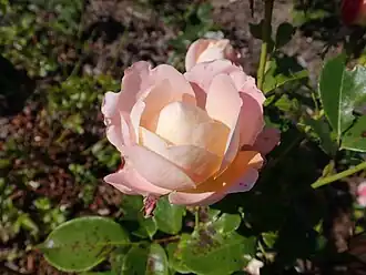 Image illustrative de l’article Isabelle Autissier (rose)