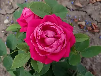 Image illustrative de l’article Jules Barigny