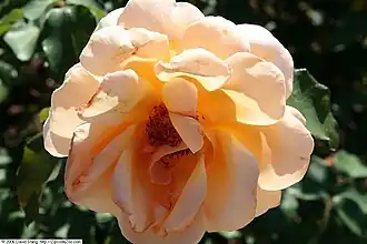 Image illustrative de l’article Just Joey