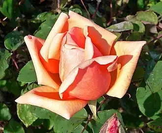 'Madame Abel Chatenay', < 1894