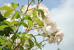 et un de ses hybrides 'Nevada'.