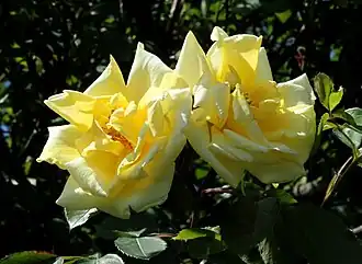 Image illustrative de l’article Primevère (rose)