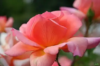 Image illustrative de l’article Prestige de Lyon