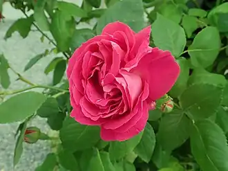 Image illustrative de l’article Ulrich Brunner