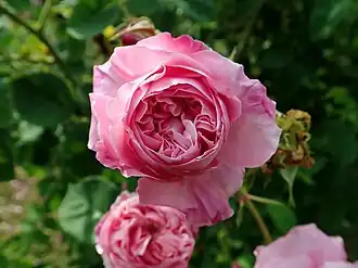 Image illustrative de l’article Victor Parmentier