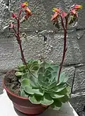 Echeveria elegans en pot.