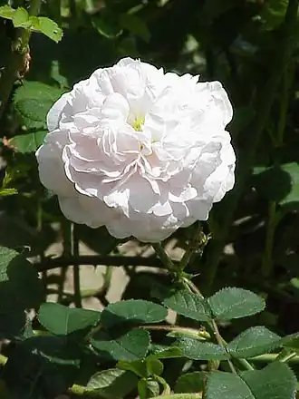 'Maiden’s Blush' (Rosa × alba).