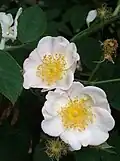 Rosa ×dupontii.