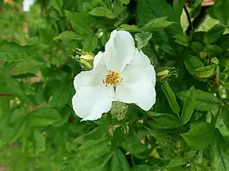 Description de l'image Rosa maximowicziana var. jackii 2019-06-06 9010.jpg.