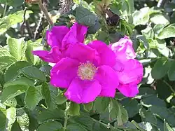 Rosa rugosa simple rose, semblable au type sauvage.