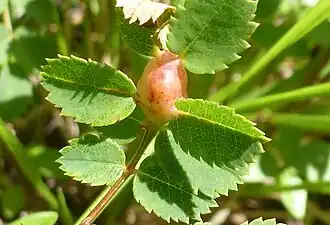 Galle de Diplolepis spinosissima.