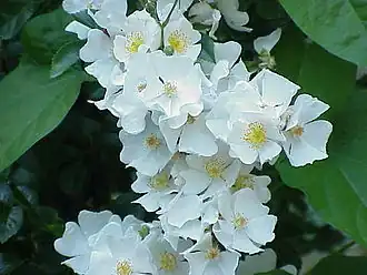 Rosa luciae.
