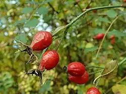 R. xanthina ‘Plena’ cynorhodon.