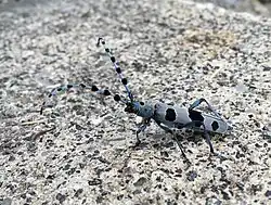 Rosalie des Alpes dans les Alpes vaudoises (Suisse)
