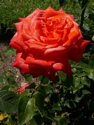 Image illustrative de l’article Reine des Roses