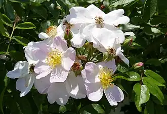 Image illustrative de l’article Leuchtstern