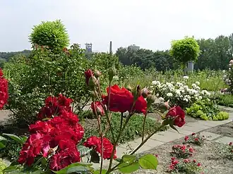 Image illustrative de l’article Deutsches Rosarium