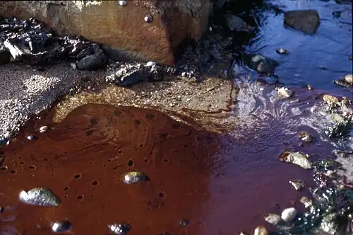 Marée noire à Roscoff