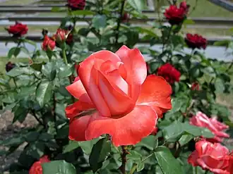 Rose 'Annie Girardot' (1979) au Japon.