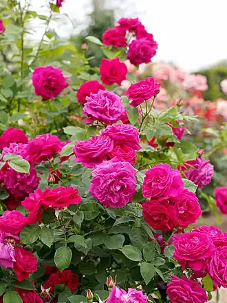 Image illustrative de l’article Eugène Fürst