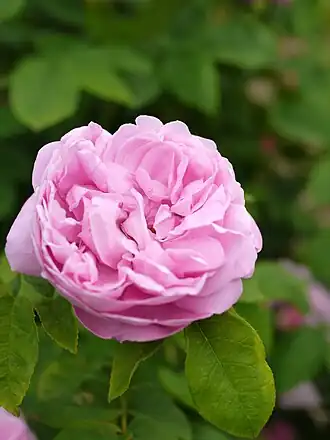 Image illustrative de l’article Monsieur de Morand