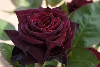 Image illustrative de l’article Black Baccara (rose)