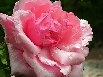 ʽDuchesse d'Albe‘ (1903) au Japon.