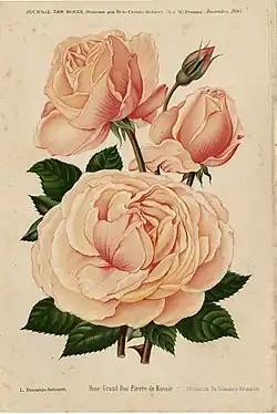 Rose 'Grand-Duc Pierre de Russie'