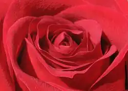 Description de l'image Rose Macro.jpg.