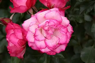 Image illustrative de l’article Régine Crespin (rose)