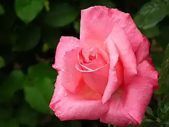 Image illustrative de l’article Stéphanie de Monaco (rose)