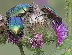Cétoines dorées sur un carduus dans le parc national de Bükk. Aout 2019.