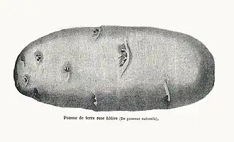 Image illustrative de l’article Early Rose