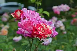 La Roseraie et ses roses fleurissantes.