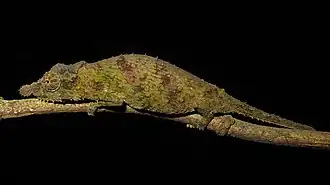 Description de l'image Rosette-nosed Pygmy Chameleon imported from iNaturalist photo 103864274 on 20 April 2022.jpg.