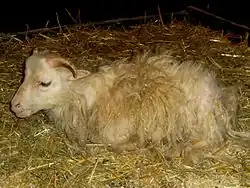 Jeune roslag au repos.