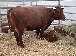 photo couleur d'une vache rouge sombre et son veau dans un box paillé. La vache porte de courtes cornes perpendiculaires au front. Sa silhouette est fine et la mamelle développée.