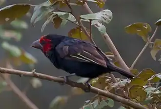 Description de cette image, également commentée ci-après