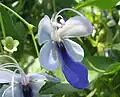 Clerodendrum ugandense