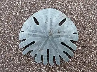 Rotula deciesdigitatus (Scutelloida).