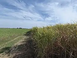 « Rouches » (roseaux).