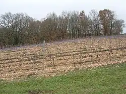 Deuxième terrasse du Tarn. Le Tarn est à droite, révélant ponctuellement une contre-pente.