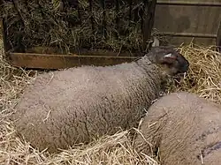 Brebis Roussin de la Hague