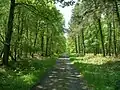La route forestière de la Chênesse.