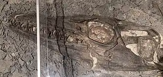 Vue du côté gauche du crâne fossile d'un reptile marin.