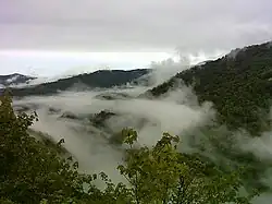 Forêt de feuillus en montagne dans une ambiance brumeuse et nuageuse.