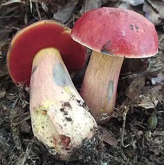 Description de cette image, également commentée ci-après